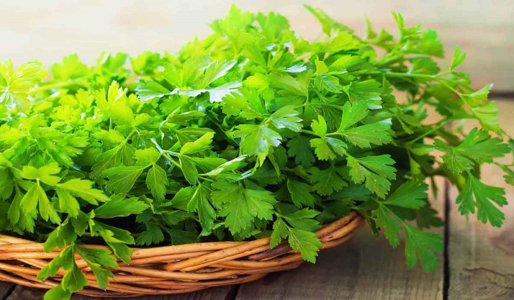 فوائد البقدونس