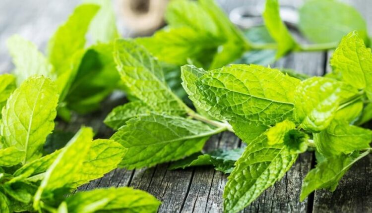 فوائد النعناع