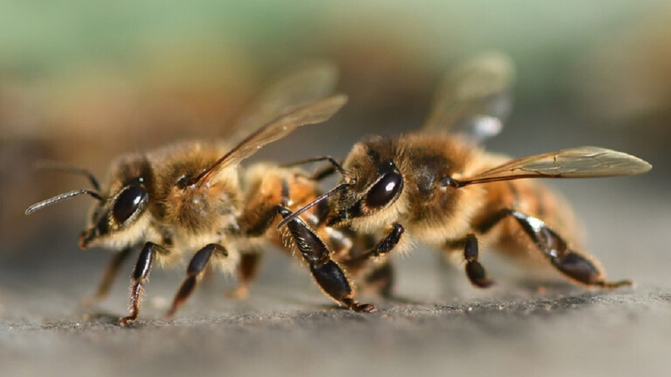 العلاج بسم النحل