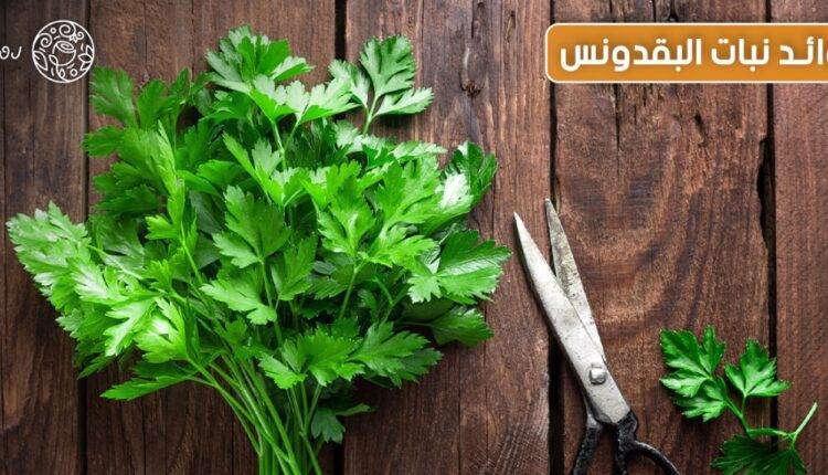 فوائد البقدونس