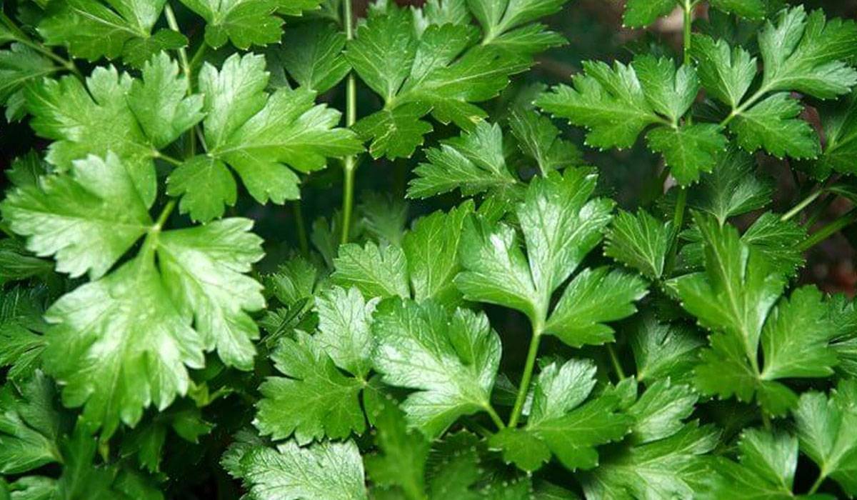 فوائد البقدونس